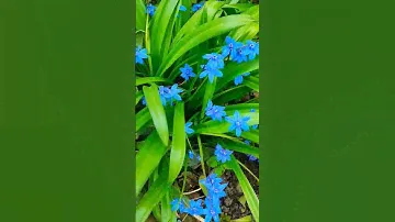 Весенние цветы Краснодарский край. 23 марта      #flower #spring #piano #travel #music #nature