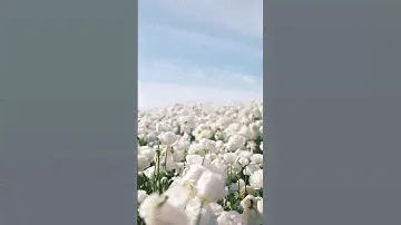 #квіти #цветы #поле #небо #природа #україна #youtube #2023 #день #краса #красота #люблю #love #