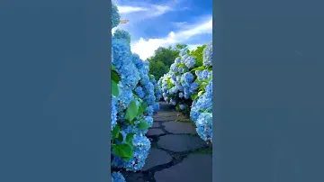 Можно смотреть часами!😲Какая красота😍Залипательное видео #антистресс #природа #цветы # shorts